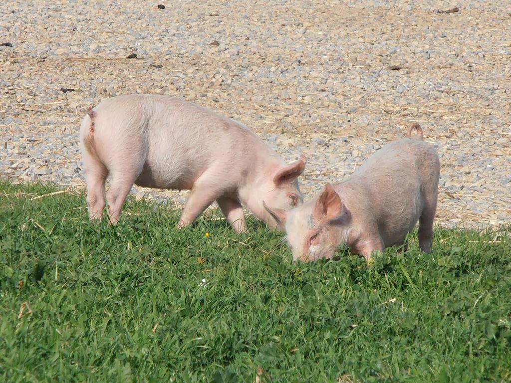 Agriturismo Cuile De Molino Porto Torres Eksteriør billede