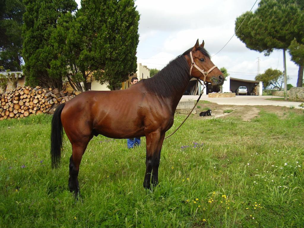 Agriturismo Cuile De Molino Porto Torres Eksteriør billede