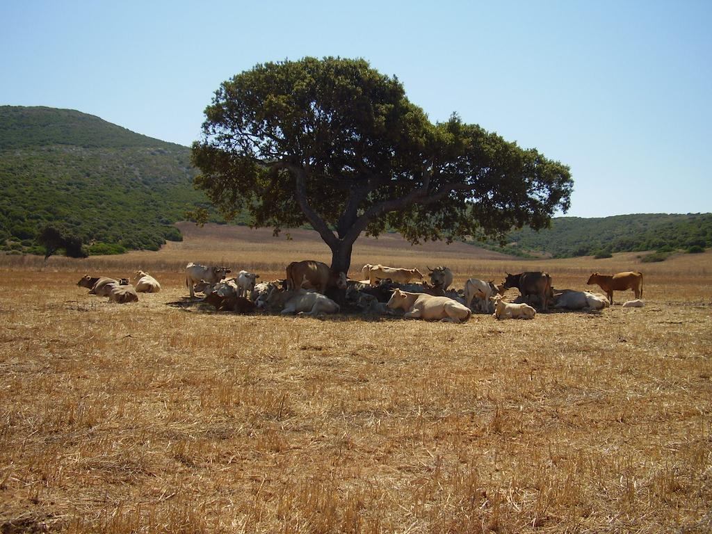 Agriturismo Cuile De Molino Porto Torres Eksteriør billede