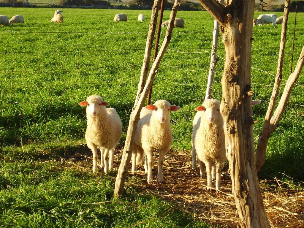 Agriturismo Cuile De Molino Porto Torres Eksteriør billede