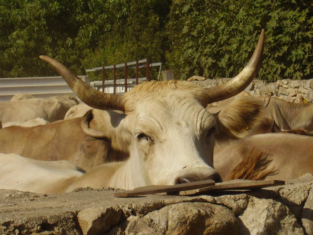 Agriturismo Cuile De Molino Porto Torres Eksteriør billede