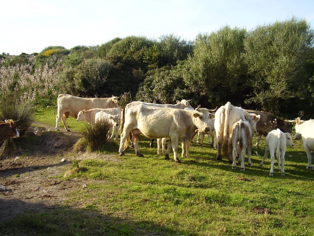 Agriturismo Cuile De Molino Porto Torres Eksteriør billede